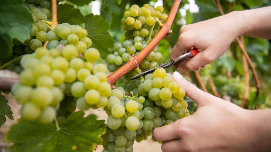 Weinlese in Ligerz bei Stämpfli Wy